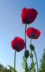 Poppies in the sunset.