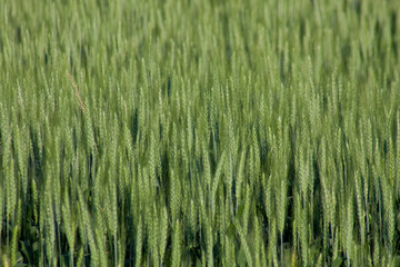Wheat field with visible ears