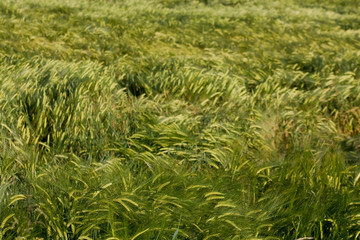 Wheat field with visible ears and ruffled tufts