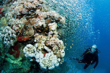 scuba diver and glass fish