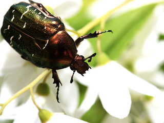 bug on white flower