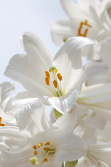 White Lilies