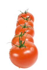 Tomatoes on white background