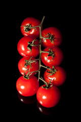 Tomaten am Strauch, schwarzer Hintergrund