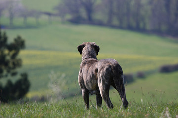 mastiff de dos regardant au loin