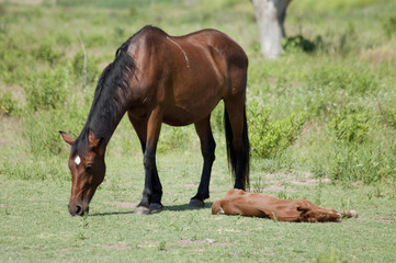 Fototapeta premium Caballo adulto y potro