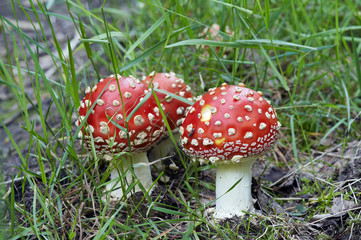 Obraz premium Amanita muscaria