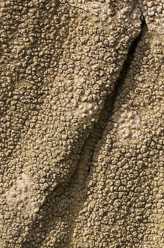 Lichen : Pertusaria pertusa