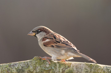 Moineau domestique - .Passer domesticus - House Sparrow