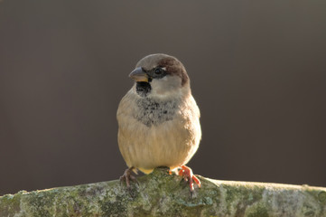 Moineau domestique - .Passer domesticus - House Sparrow