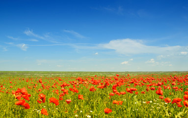 Wild red poppies field under the blue sky