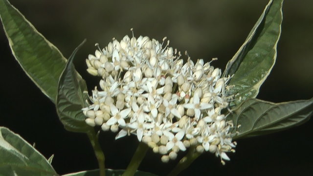 HD 1080 close up clip of blossoming bush cornus alba.