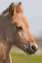 Portrait d'un poulain de race Henson &acirc;g&eacute; de 5 jours