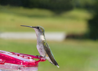 Hummingbird Standing