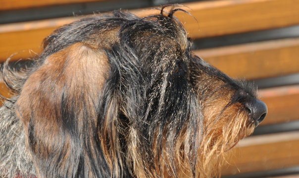 Terrier