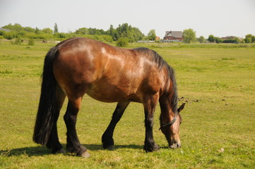 Fototapeta premium Pferd