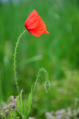 poppy flower