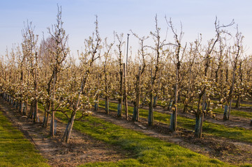 Obraz premium Poiriers en fleurs dans les vergers