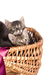 yeux de chatons intrigués