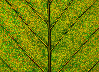 Leaf closeup