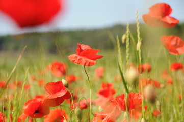 Naklejka premium Frühlings mohn tanz