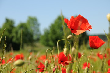 mohn stimmung gefühlt