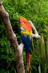 The macaw parrot perched on a branch