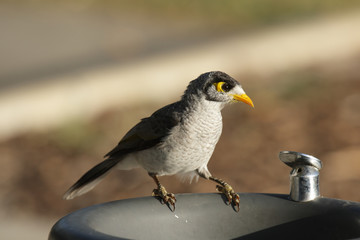 Weißstirn-Schwatzvogel (Manorina melanocephala)