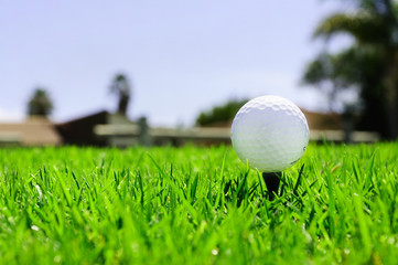 golf ball on the green grass