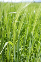 cereal green grain plants growing spikes on spring