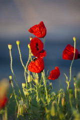 Klatschmohn in der Morgendämmerung