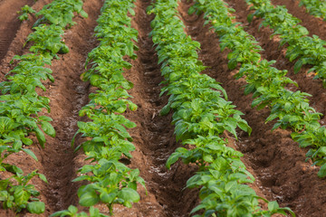 Potato field