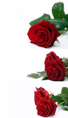 Collage für Rosenkavaliere