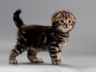Male kitten scottish fold breed