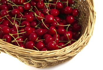 Basket of freshly picked cherries