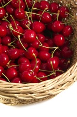 Basket of freshly picked cherries