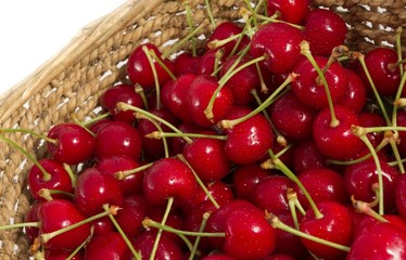Basket of freshly picked cherries