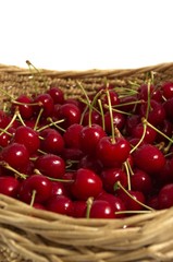 Basket of freshly picked cherries