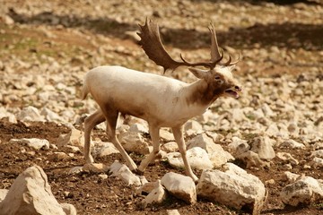 Beautiful white fallow deer on a rocky