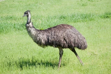 Papier Peint photo Lavable Autruche Emu