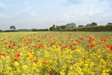 summer landscape with red poppies