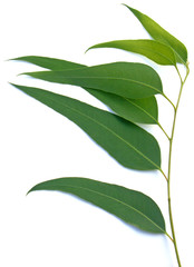 feuilles eucalyptus, fond blanc