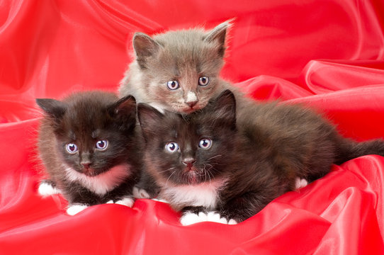 Fluffy Little Kittens