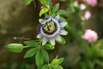 Passiflora