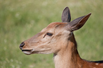 The Sika Deer or the Spotted Deer, or the Japanese Deer