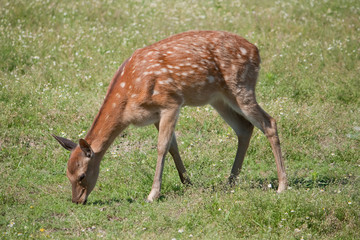 The Sika Deer or the Spotted Deer, or the Japanese Deer