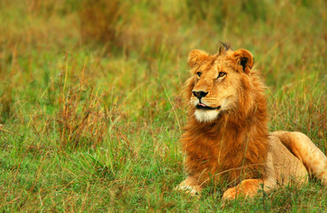 Young wild african lion