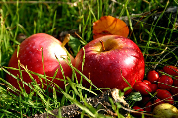 Obraz na płótnie Canvas apples in the nature