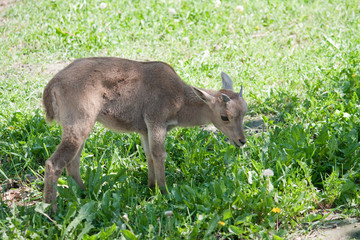 The Barbary Sheep (Ammotragus lervia) baby
