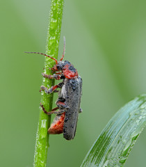 Gemeine Weichkäfer Cantharis fusca